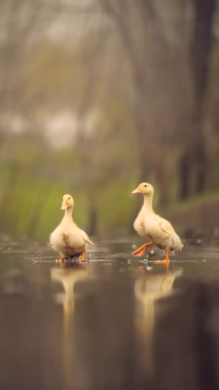 animals