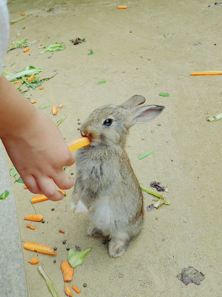 rabbit
