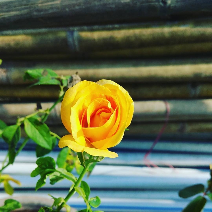 Rose , yellow , gardening