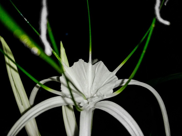 night flower spout