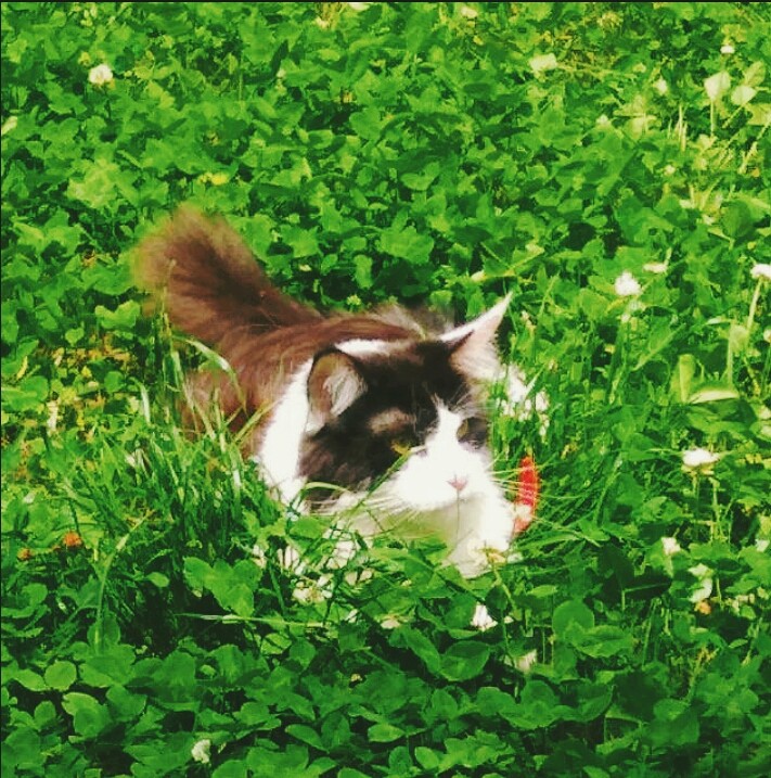 The Peach went out for a walk