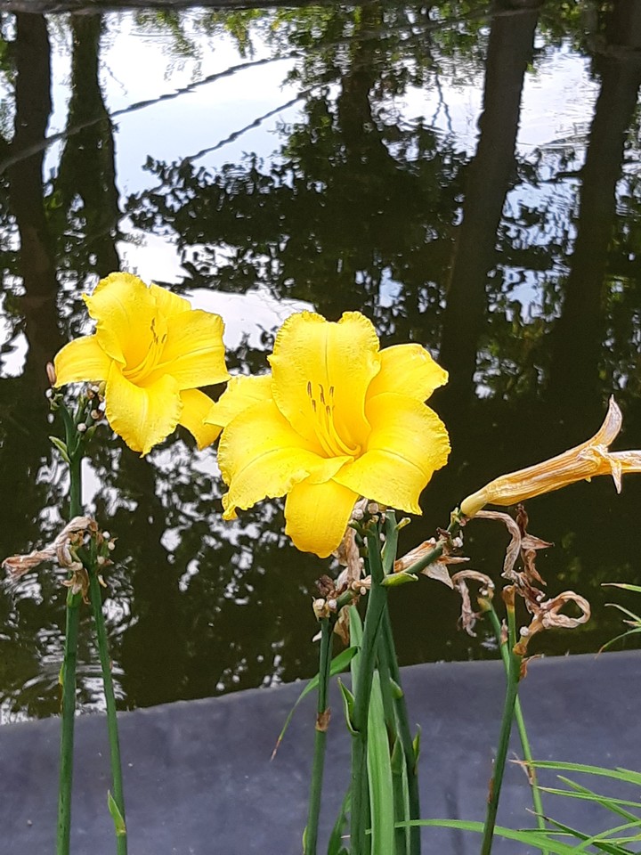 Beautiful flowers ! ☺