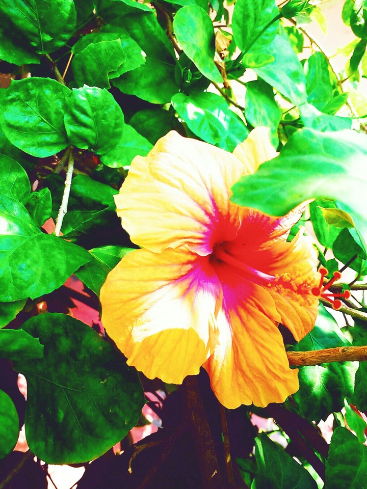 flower