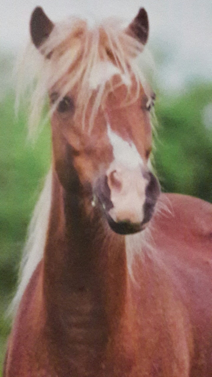 pferd