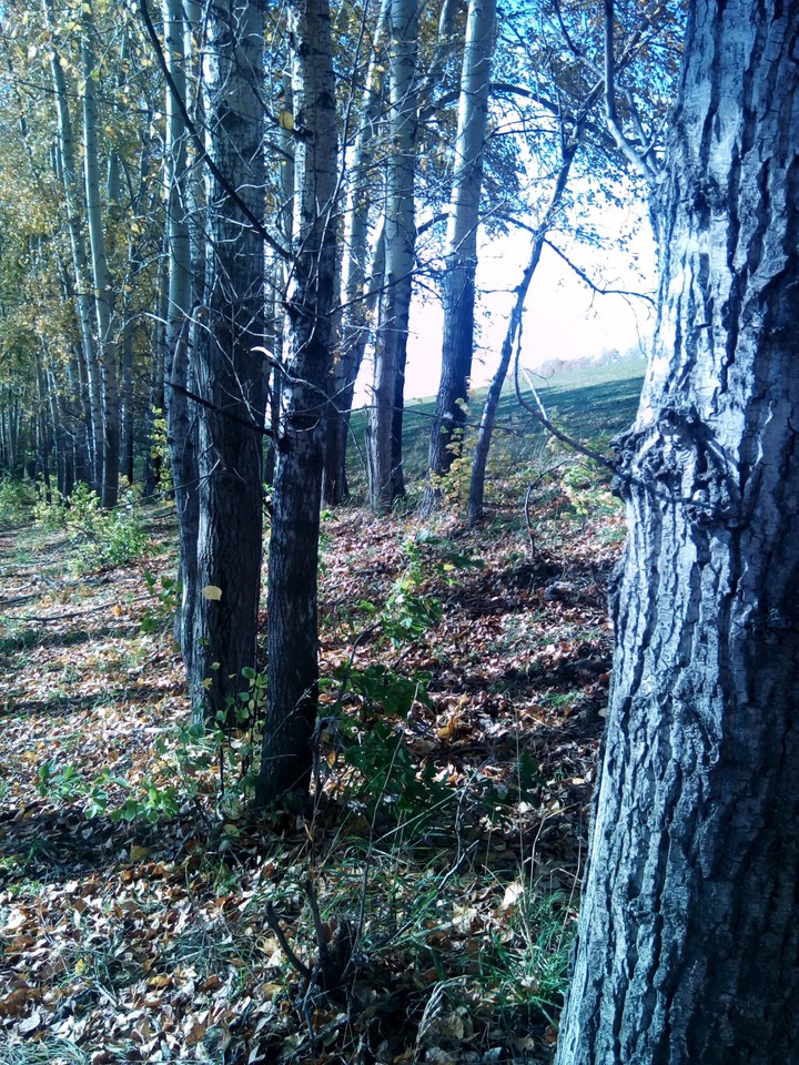лес