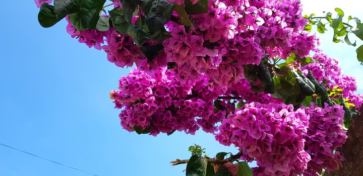 flowers
