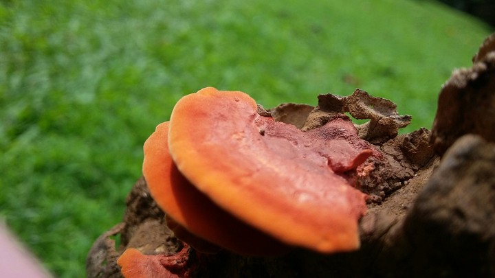 Mushroom