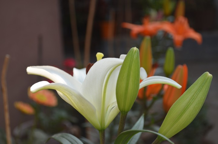 LiLY