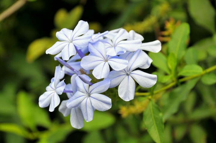 藍雪花