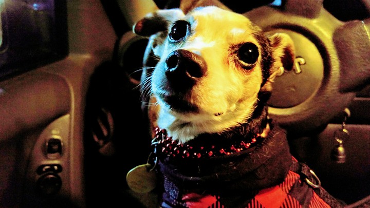 Piper
