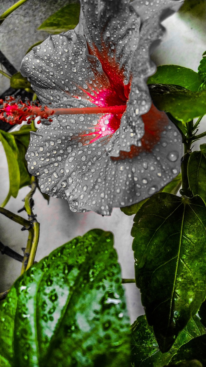 hibiscus
