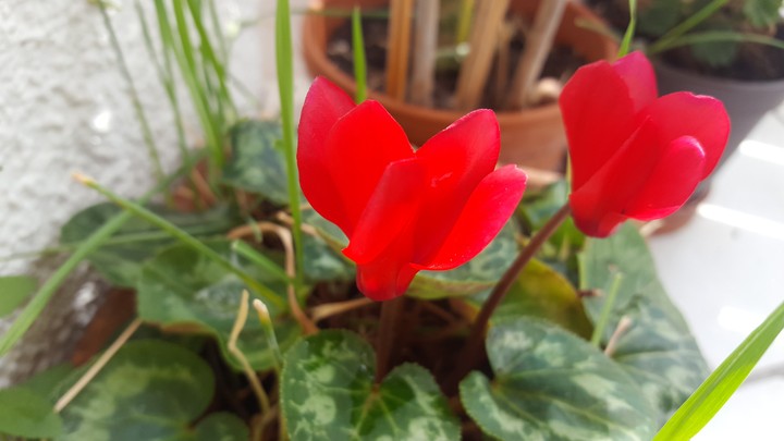 Rote Blume