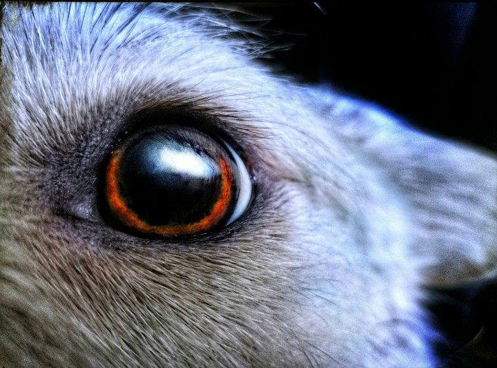 My little dog