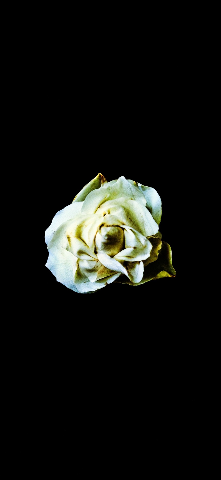 White Rose