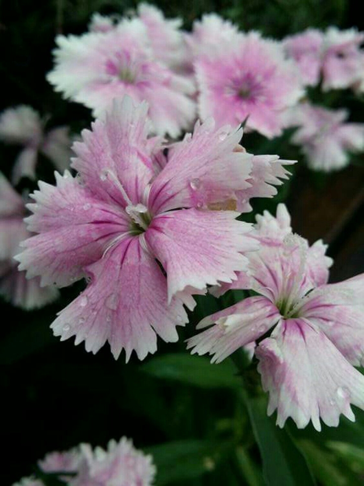 Flores