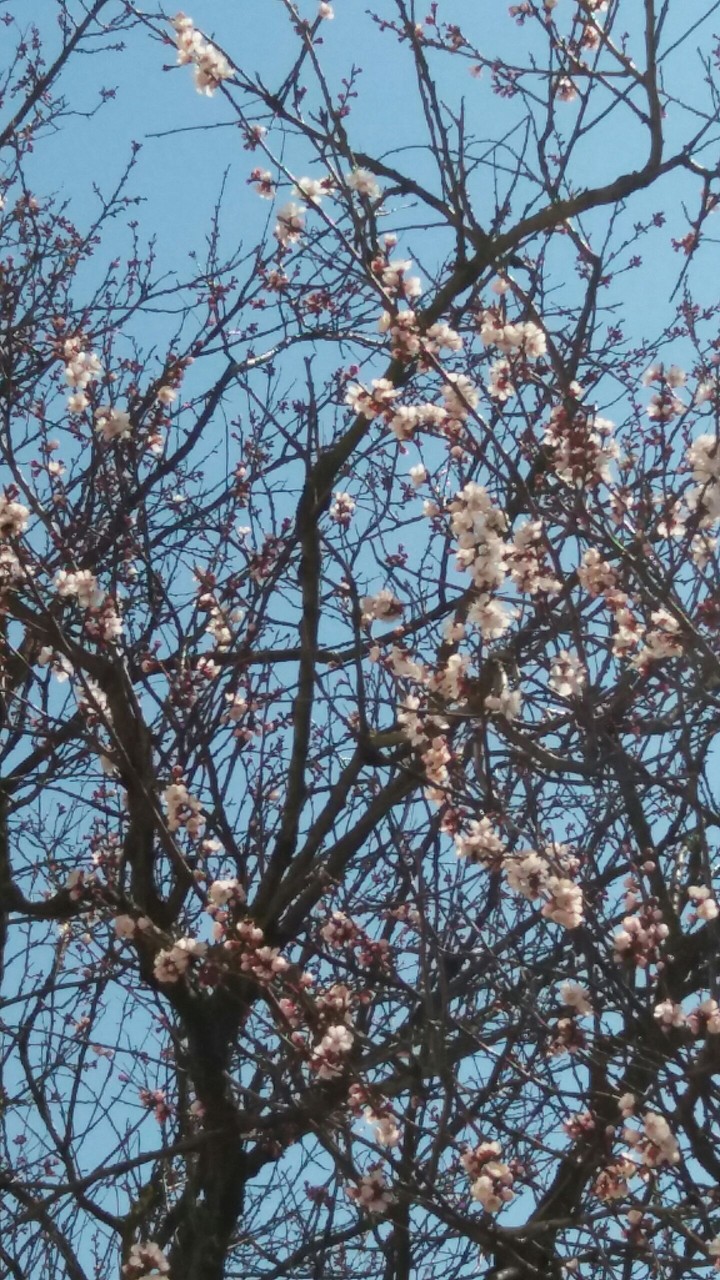 Spring