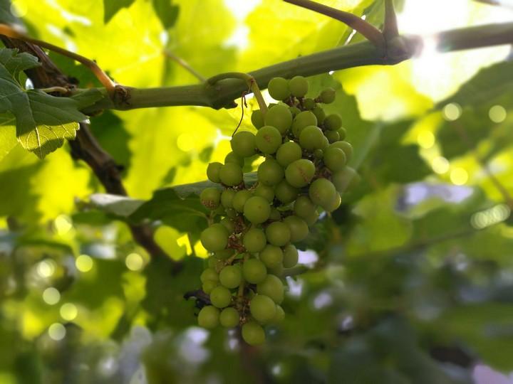 grapes ( angoor Ka gucha)