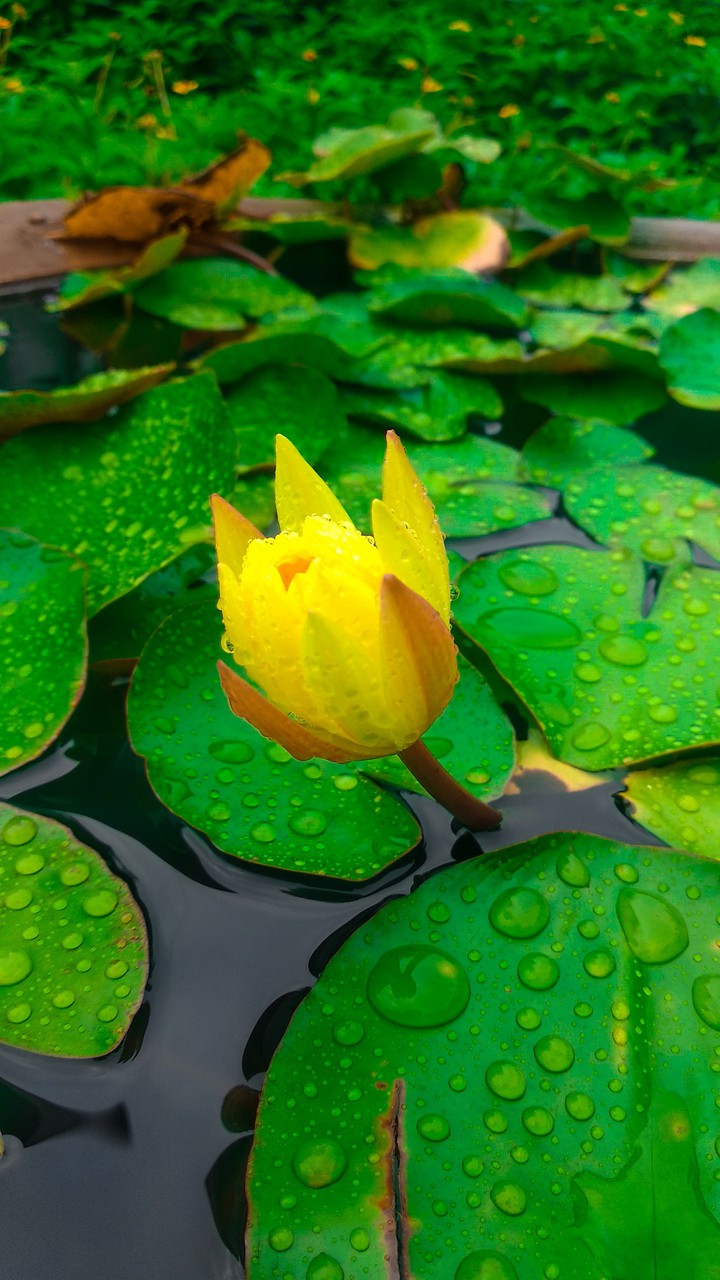 water flower