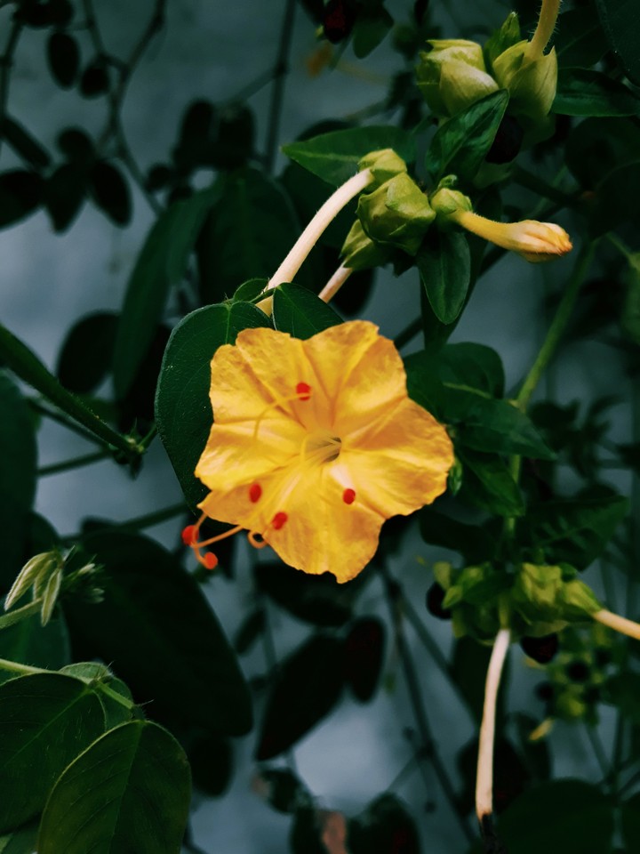 Mirabilis jalapa