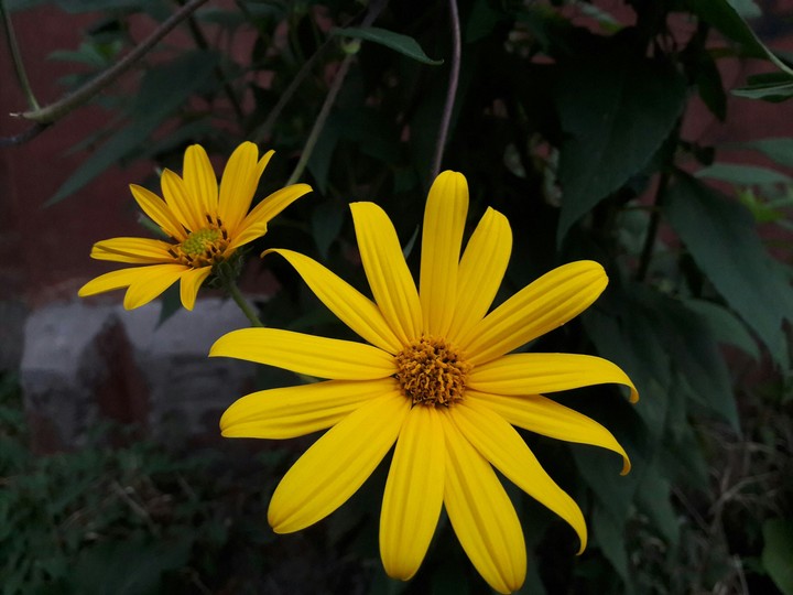 Flowers