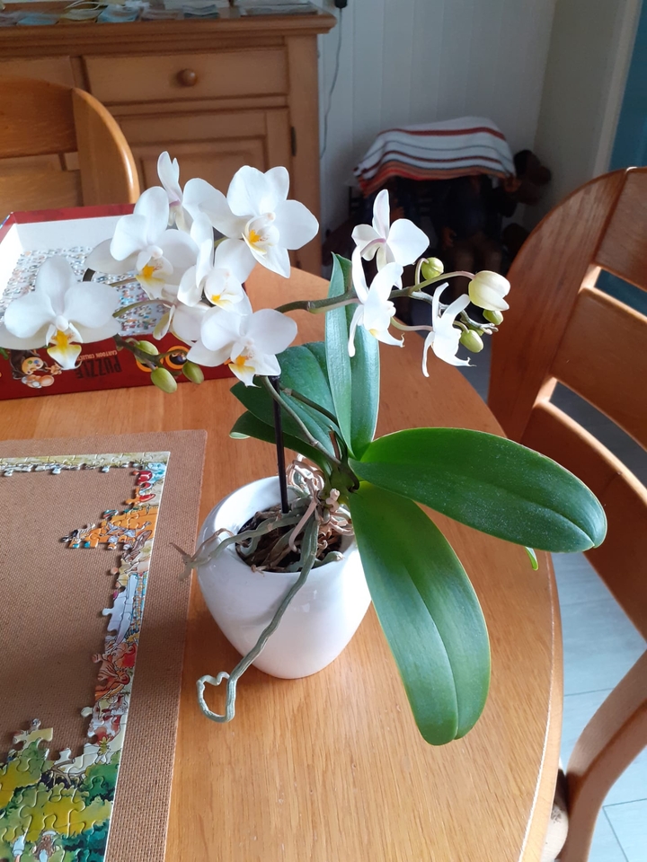 deze plant geeft al heel wat jaren mooie bloemen