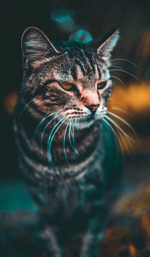cat <3