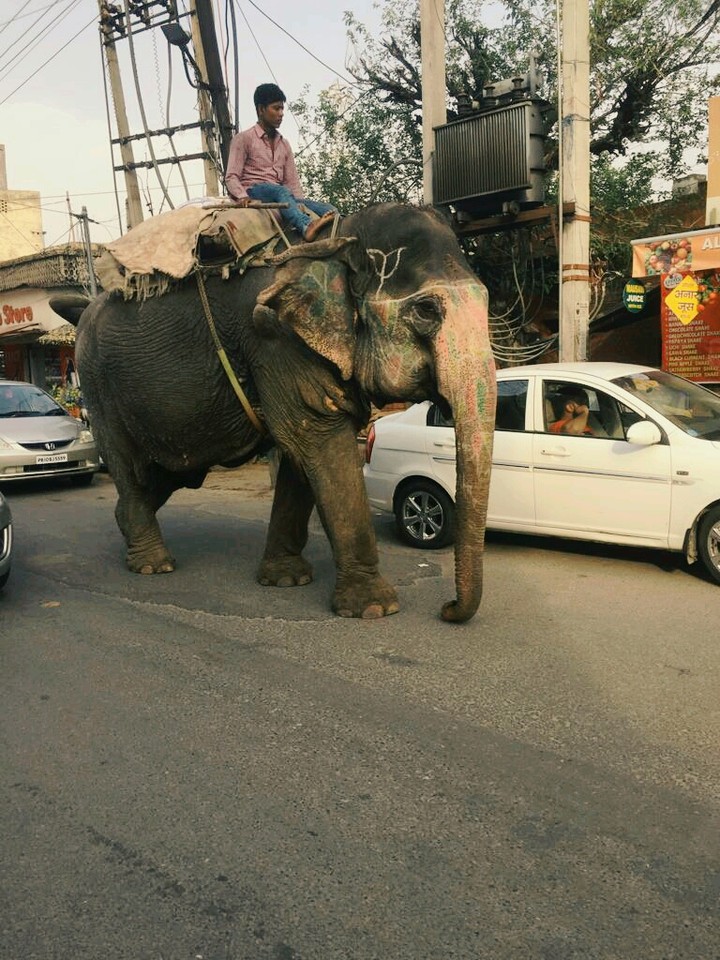 elephant