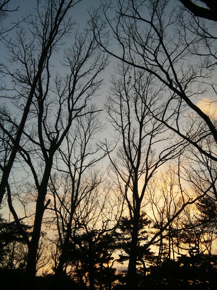 tree