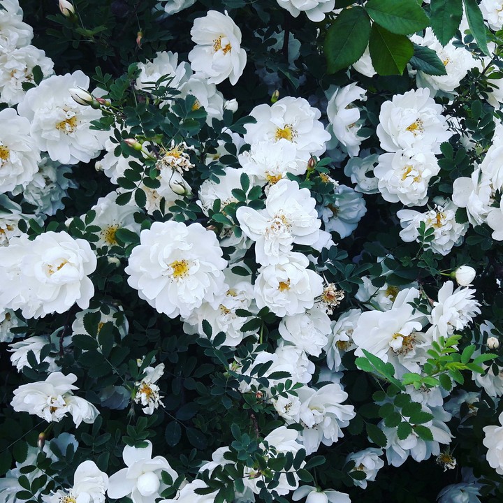 #flowers