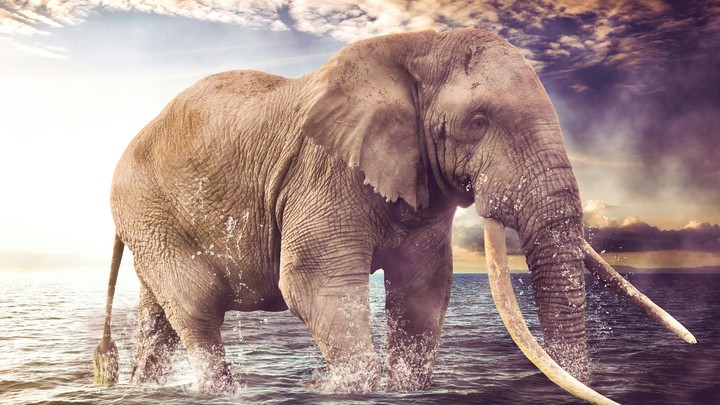 fantasy elefante