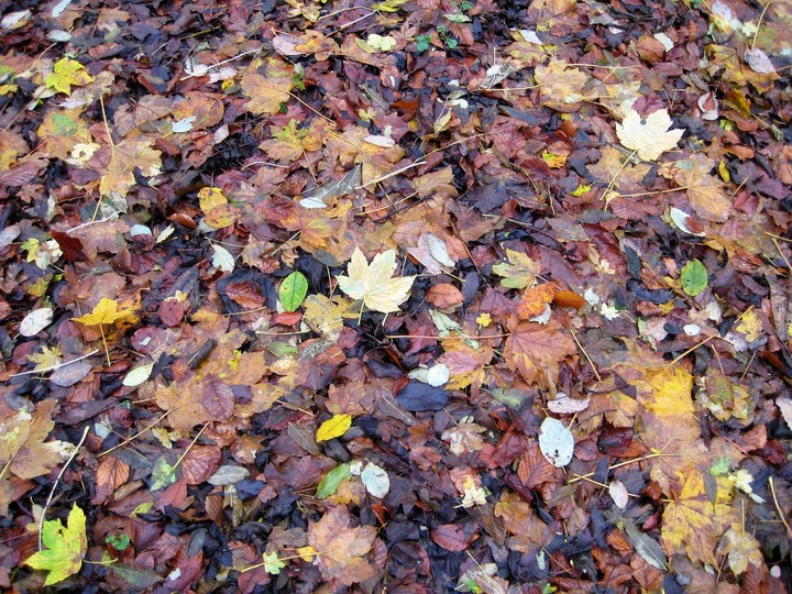 Fallen leaves
