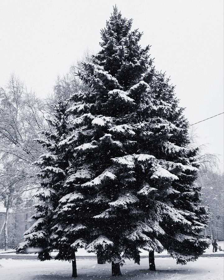 їлка