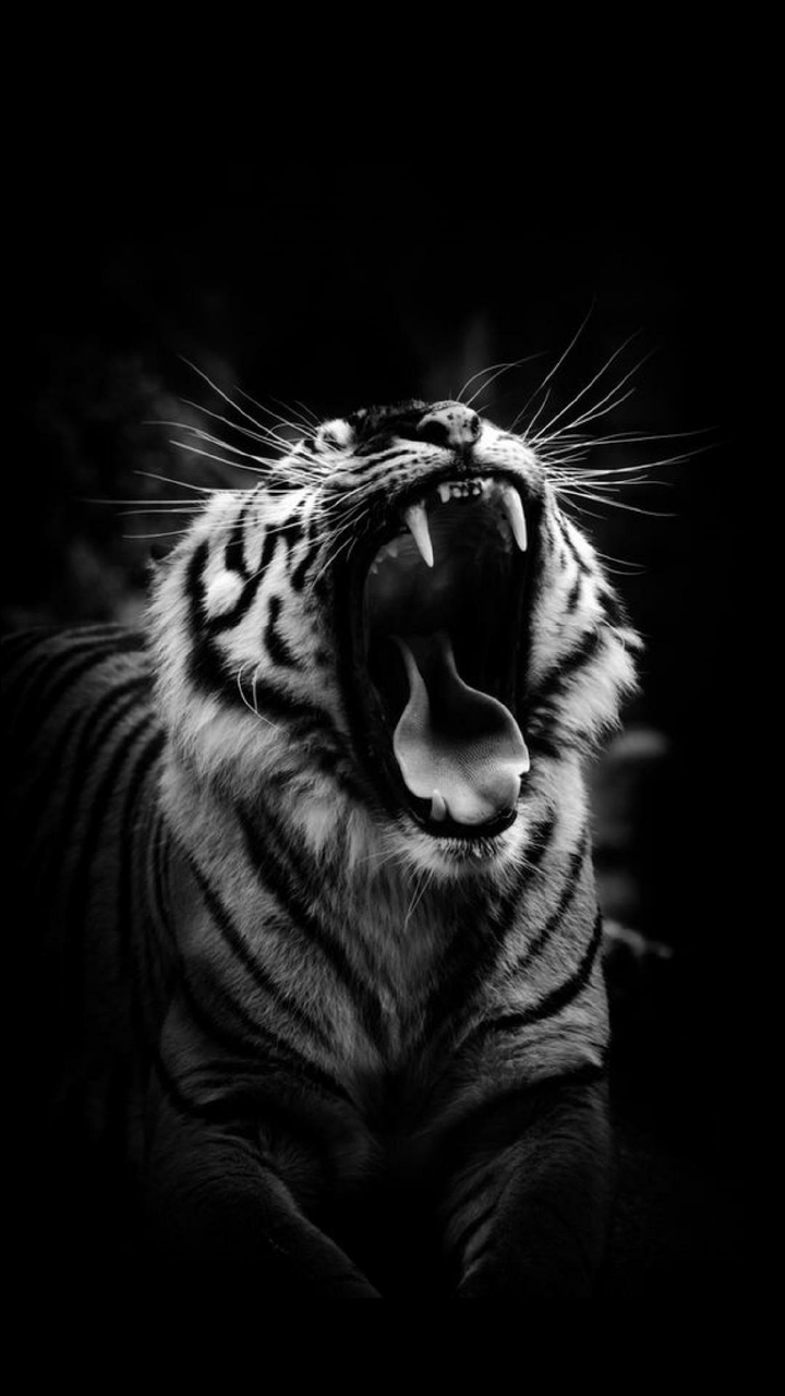 tiger