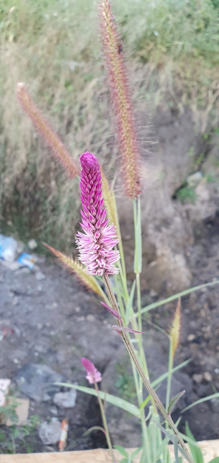 wild grass flower