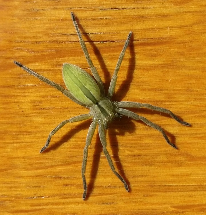 araignée verte