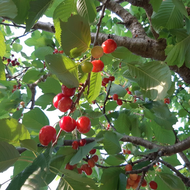 cherry