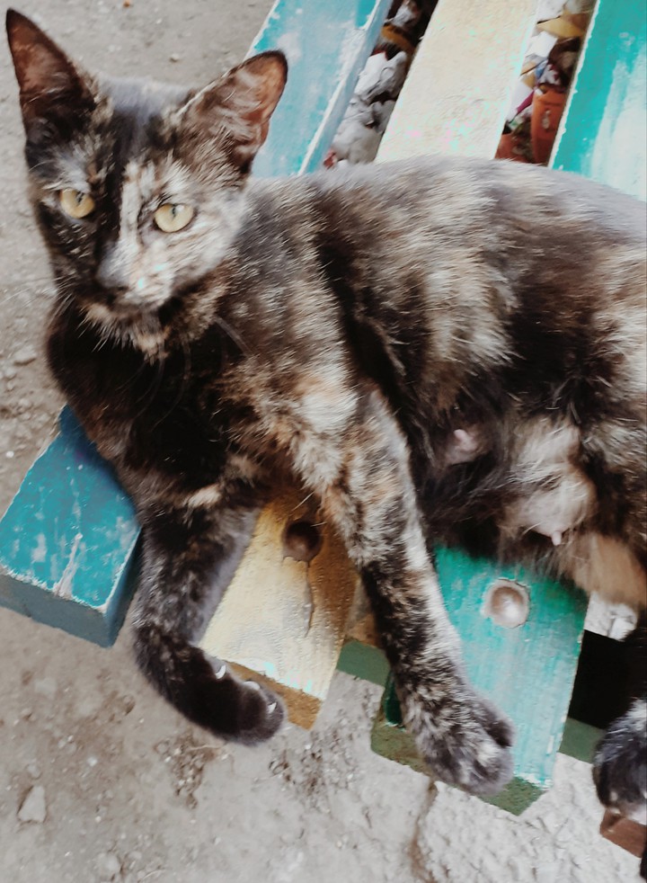 кошка