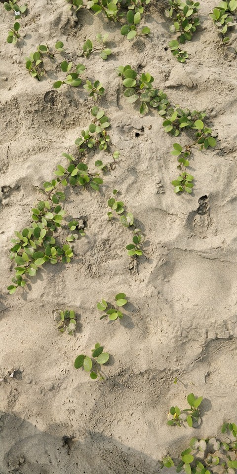 Leaves on beach