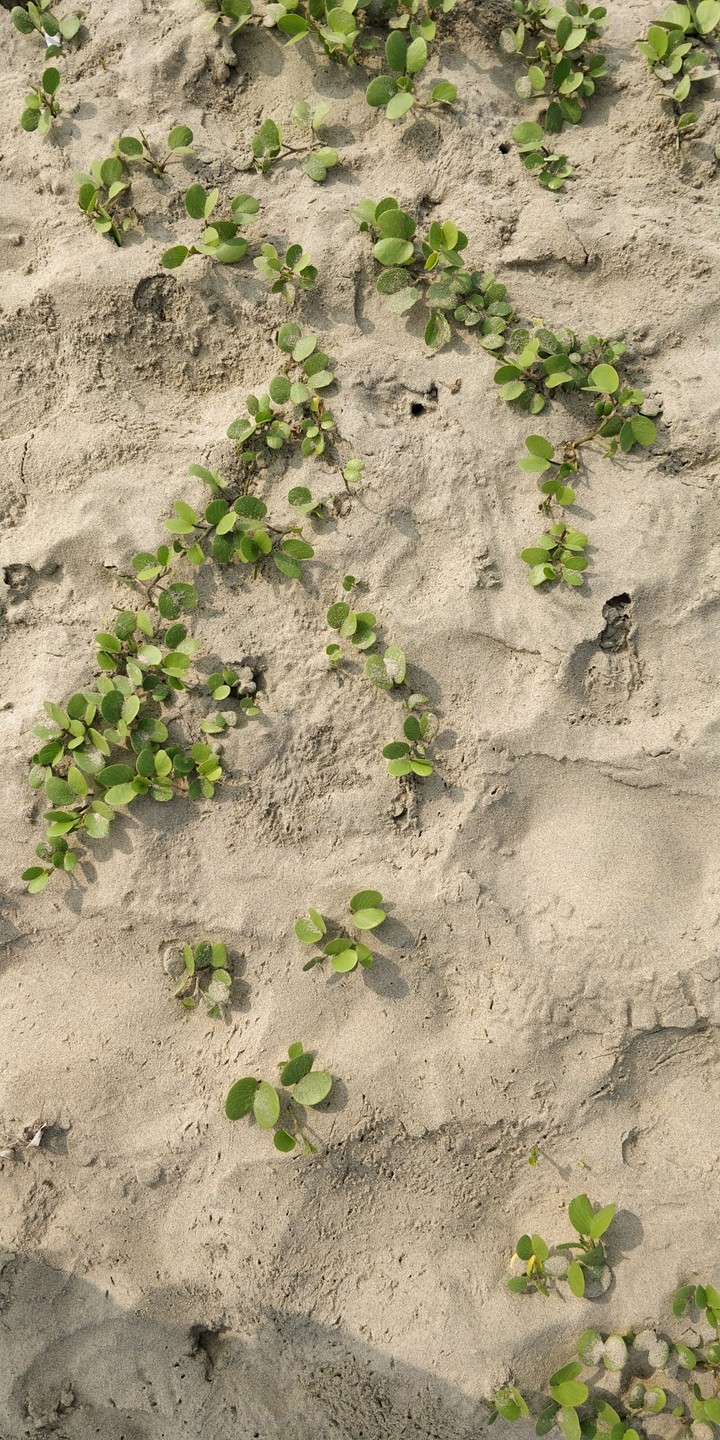 Leaves on beach