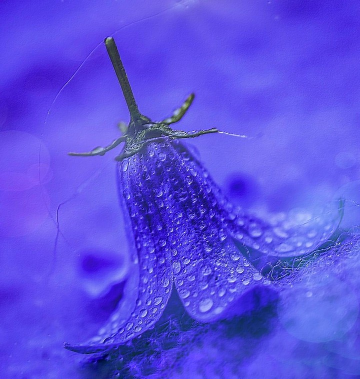Campanula