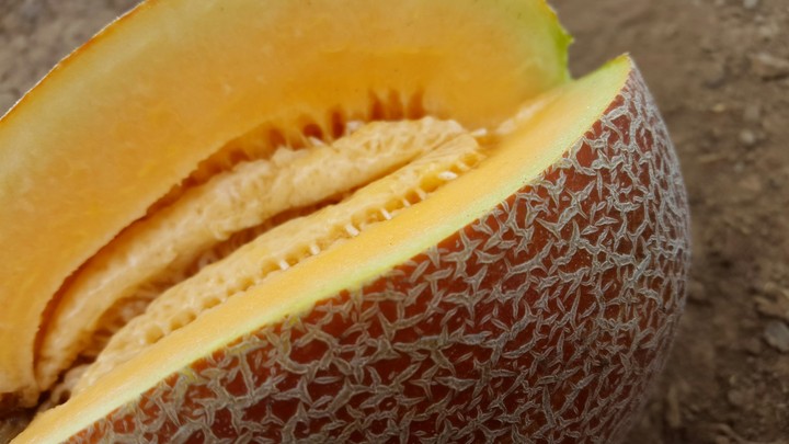 melon
