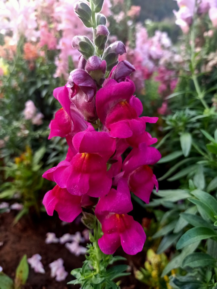 flower