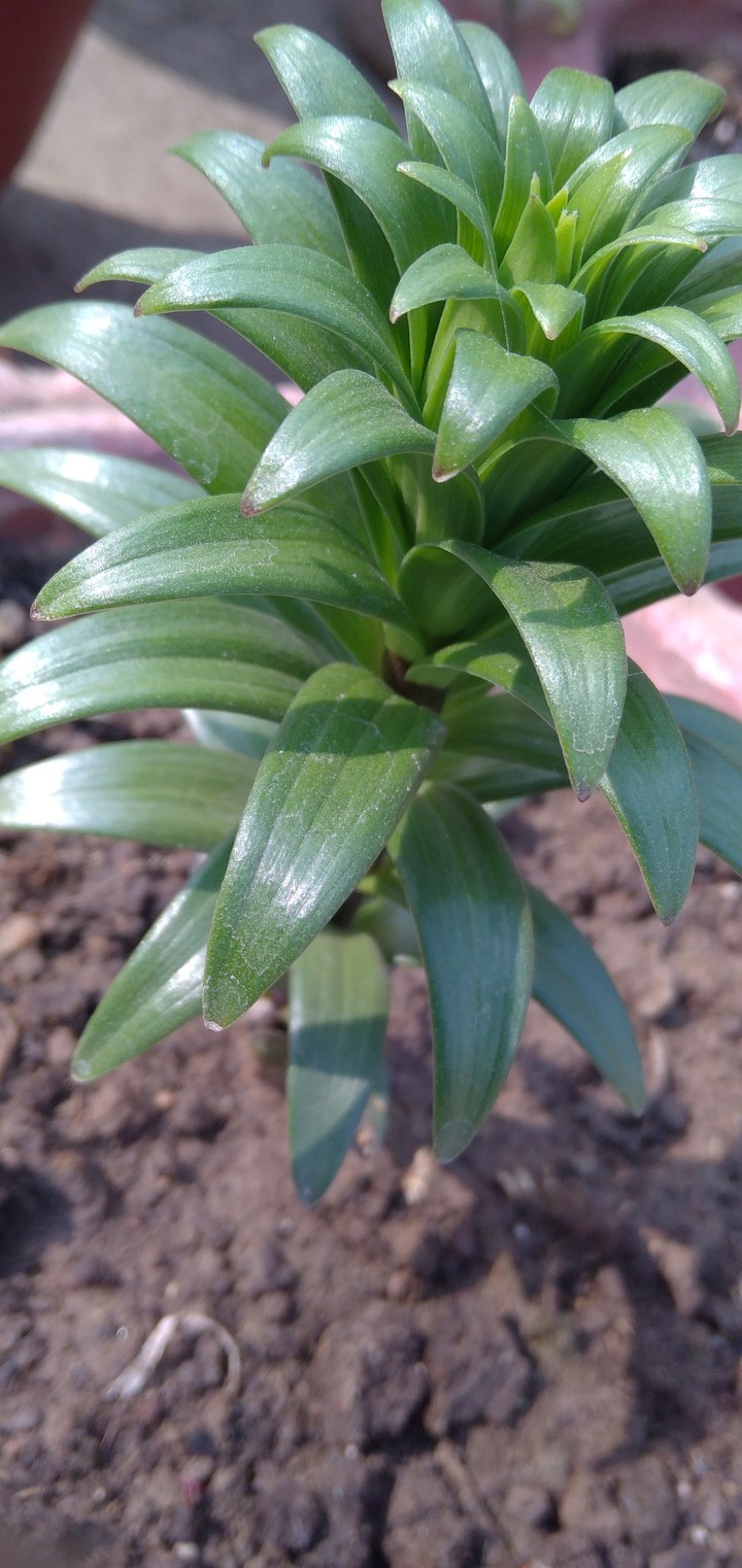 plant