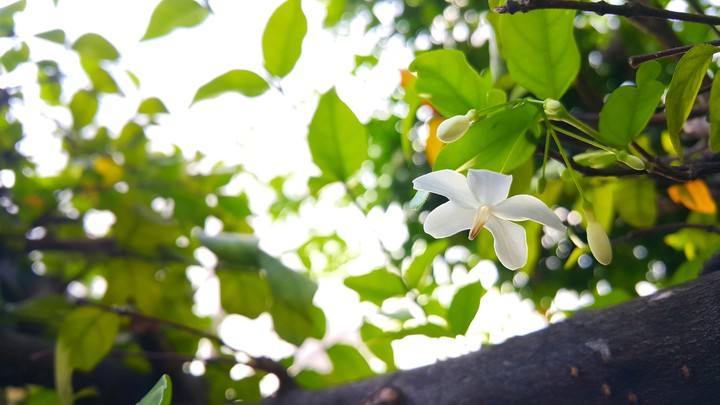 Wrightia religiosa
