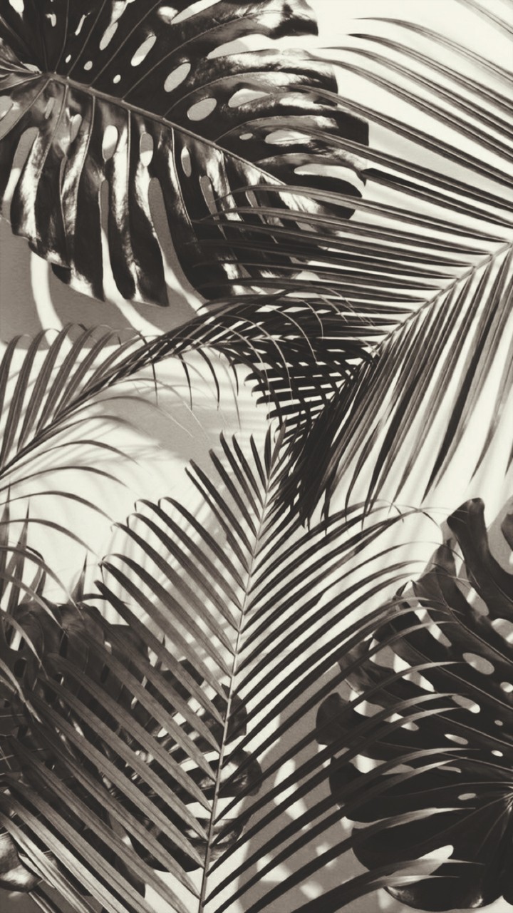 palm leaves
