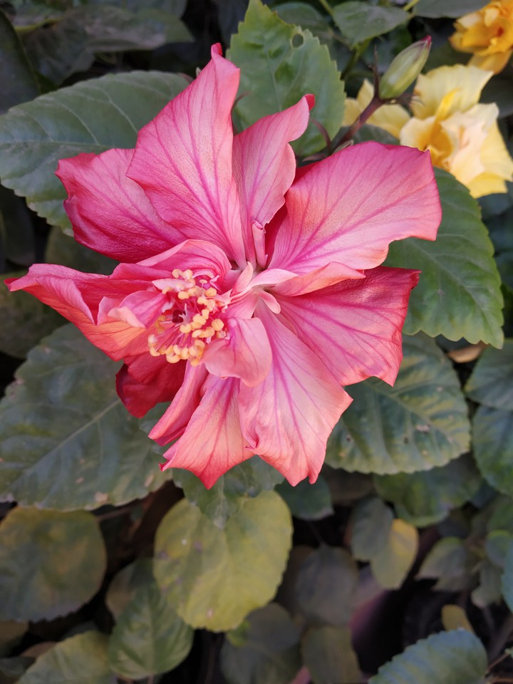 Hibiscus