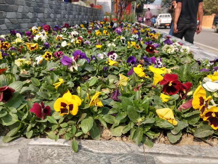 Pansy