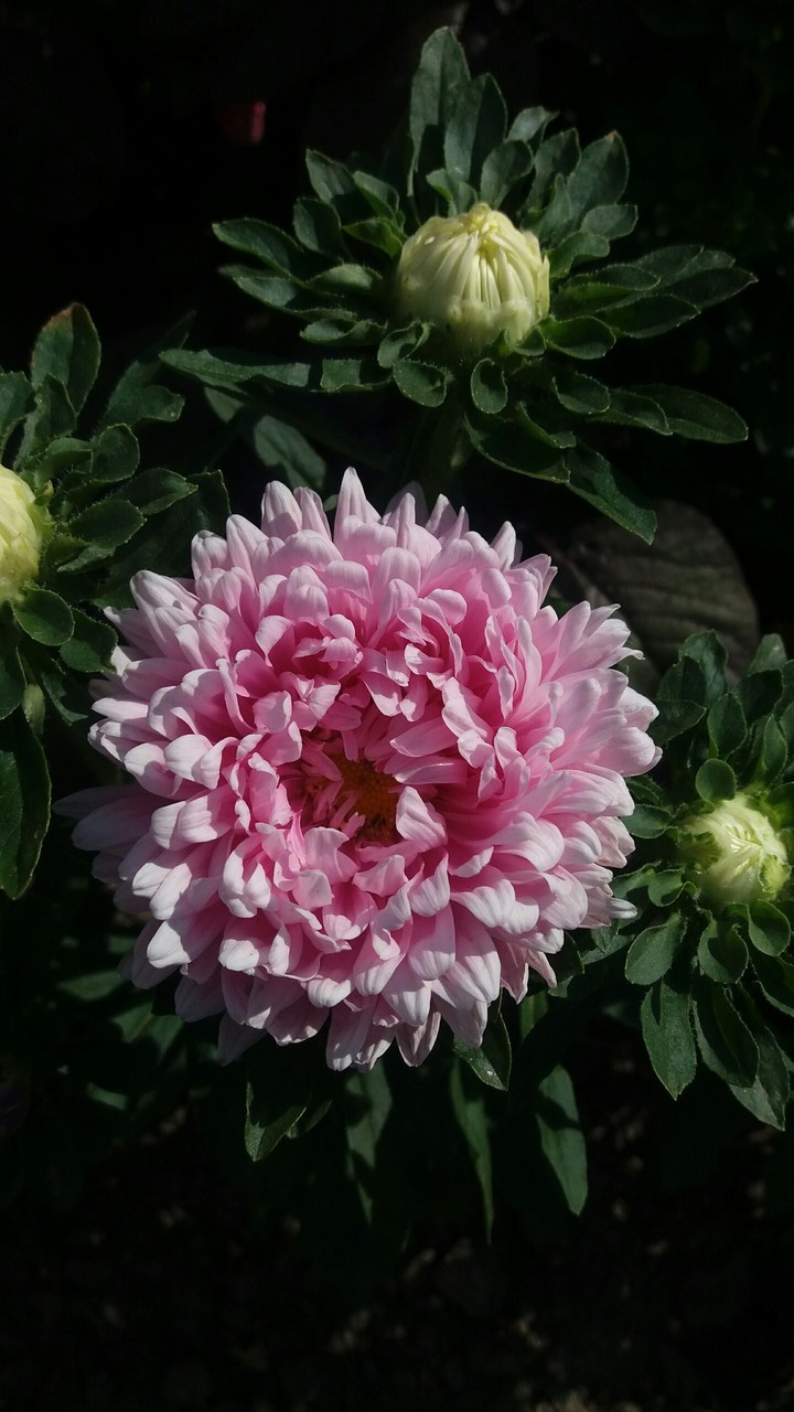 Aster