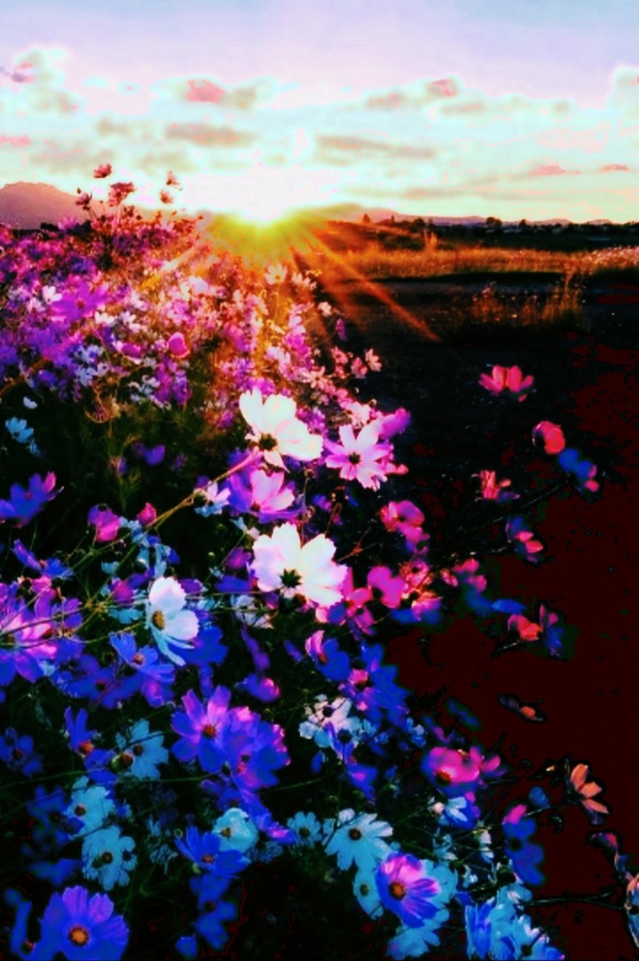 Flowers for the sunset
