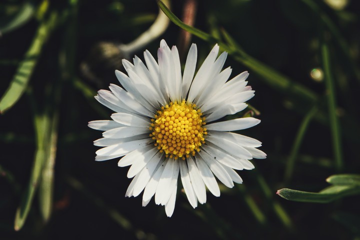 flower ?